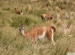 Guanacos 1