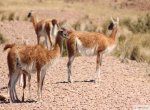 Guanacos 2