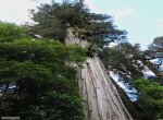 Park Pumalin 21
