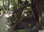 Park Pumalin 3