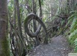 Park Pumalin 6