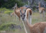 Guanacos
