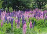 Lupinen
